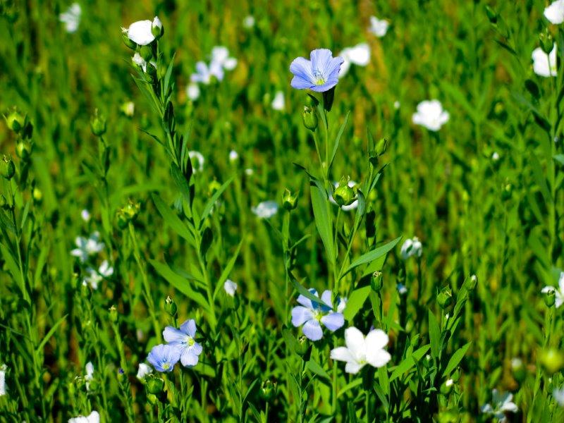 Linum usitatissimum 1